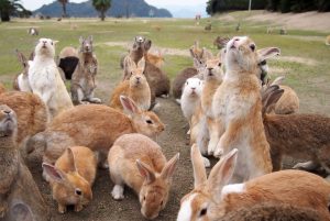 大久野島に生息する野生のウサギ