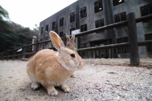 うさぎ島の大久野島毒ガス資料館