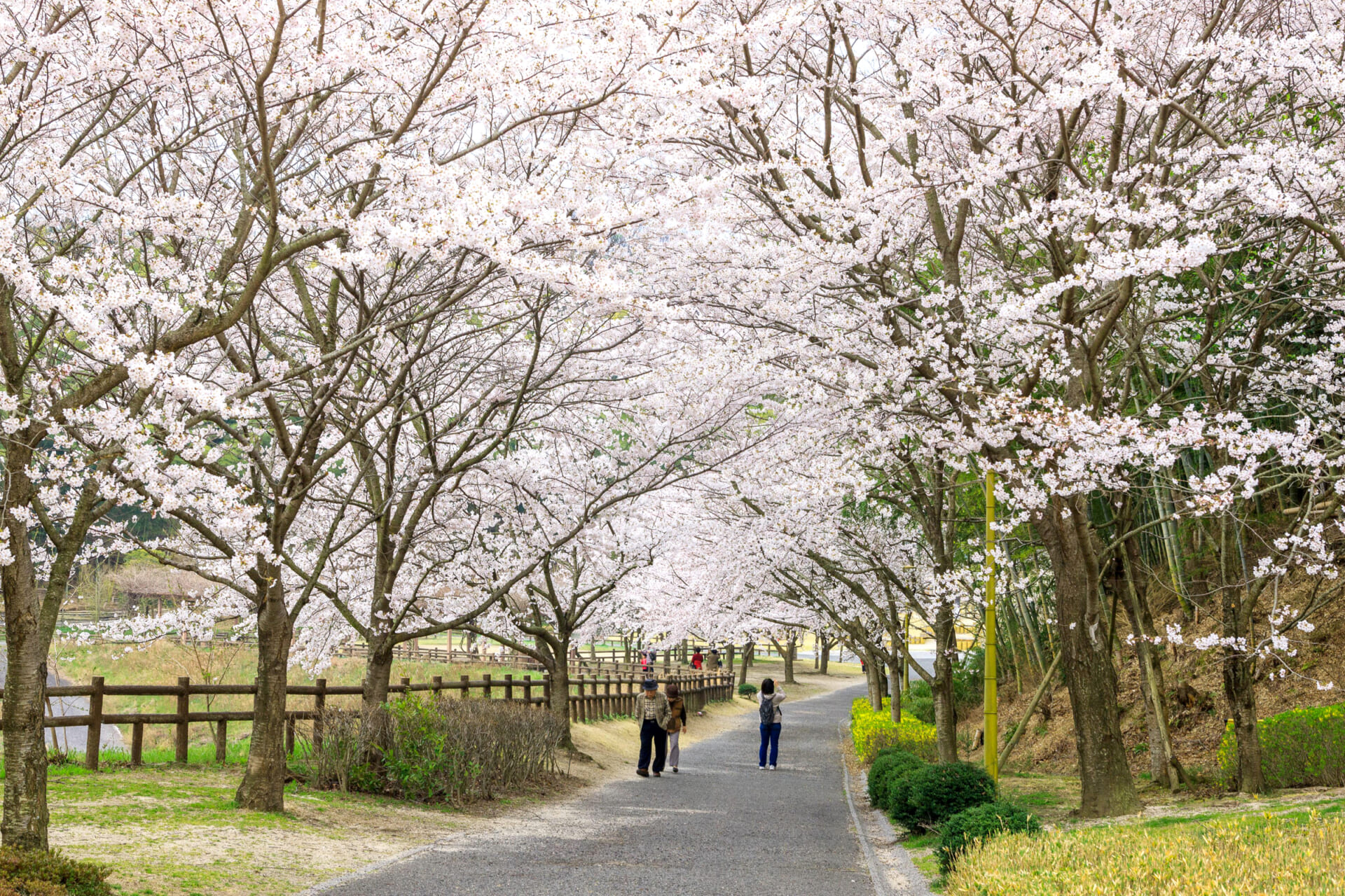 広島県竹原市にある千本桜が見られる公園