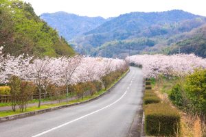 広島県竹原市の春の風景