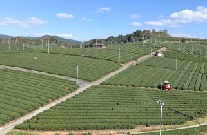 福岡県八女市の茶畑