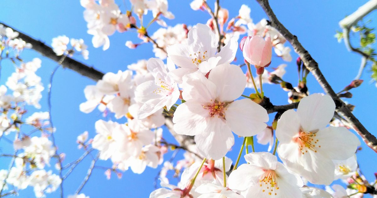 春限定 千本桜が咲き誇る名所へ 手ぶらでお花見 公式 Nipponia Hotel 竹原 製塩町 塩と酒で浜旦那暮らしをなぞる旅 春限定 千本桜が咲き誇る名所へ 手ぶらでお花見 公式 Nipponia Hotel 竹原 製塩町 塩と酒で浜旦那暮らしをなぞる旅