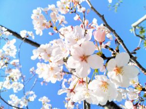 春お花見シーズン見ごろの桜